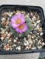 Preview: Lophophora fricii
